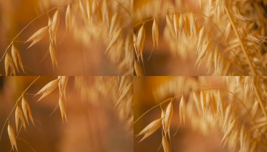 特写的静物耳朵作为背景。干燥的金色谷物穗的芳香。高清在线视频素材下载