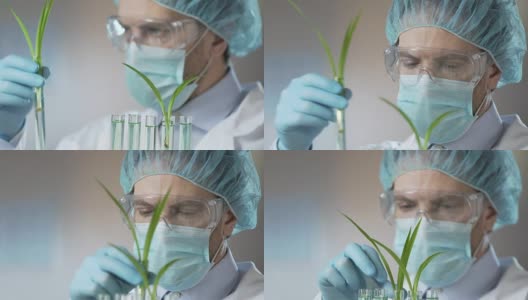 研究人员检查绿色芽，提取小麦油作为抗衰老的化妆品高清在线视频素材下载