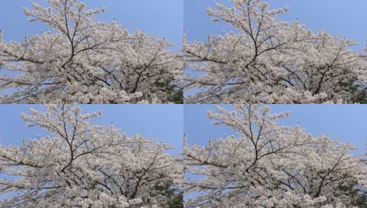 樱花的花,将日本秋田犬高清在线视频素材下载