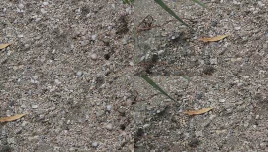 旋角胡蜂是一种生活在沙土海岸的胡蜂高清在线视频素材下载