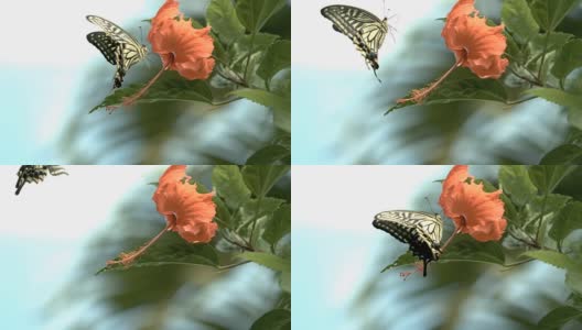 芙蓉花上的蝴蝶慢镜头高清在线视频素材下载