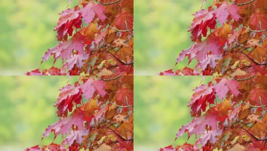秋天的红色枫叶与模糊的绿色树叶在背景高清在线视频素材下载
