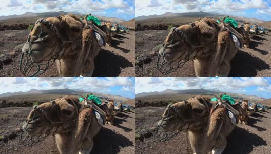 fuerteventura火山景观中的骆驼，单峰驼，4K高清在线视频素材下载