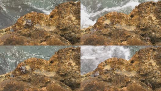 螃蟹在岩石上行走高清在线视频素材下载