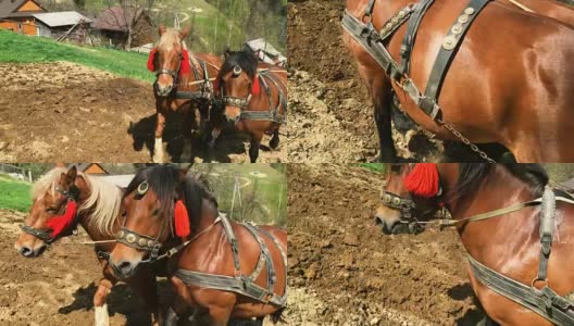 两匹健壮的栗色马套着马具在农田里犁地。高清在线视频素材下载