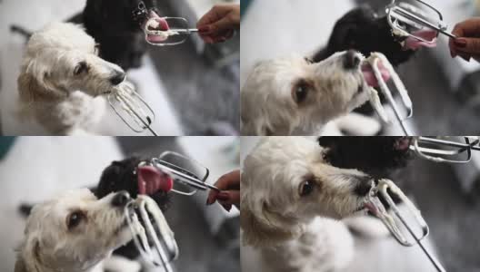 狗狗们从电动搅拌机的电线上舔鲜奶油高清在线视频素材下载