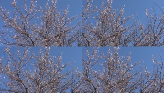 全景，春天，美丽盛开的杏树在花园里。高清在线视频素材下载