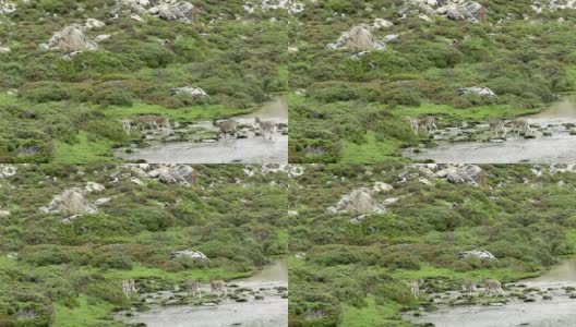 鹿在自然界-高清视频片段高清在线视频素材下载