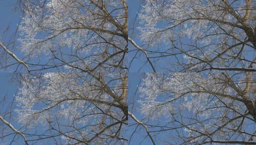 在一个晴朗的日子里，雪花从树枝上落下高清在线视频素材下载