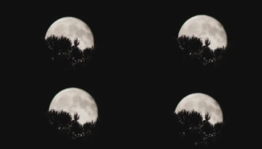 树上的夜空中，一轮满月高清在线视频素材下载