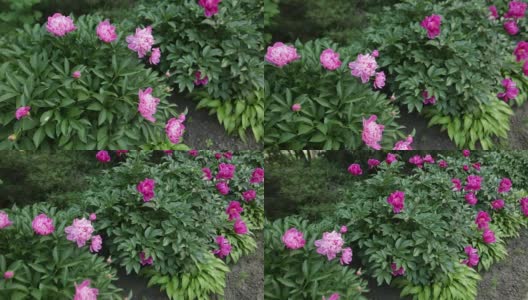 植物园的花园里盛开着美丽的粉红色牡丹高清在线视频素材下载