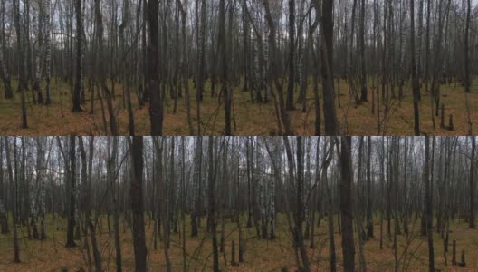 安静的孤独在茂密的森林里，无叶的树高清在线视频素材下载