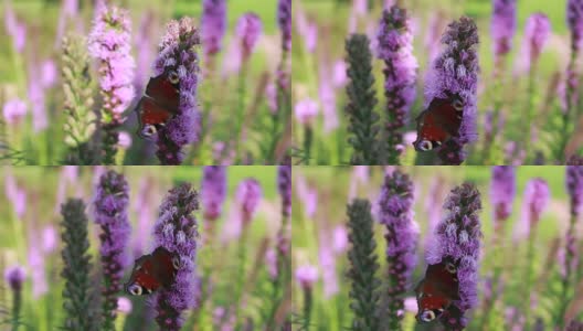 蝴蝶在花上采集花蜜高清在线视频素材下载
