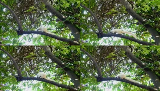 白松鼠在树枝上搔痒。高清在线视频素材下载