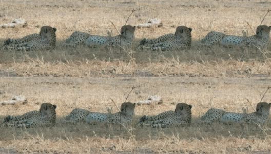 两只猎豹躺在tarangire的树荫下，4K便士的一盘高清在线视频素材下载
