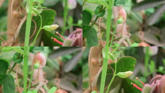 西班牙vetchling - Lathyrus clymenum时间流逝视频高清在线视频素材下载