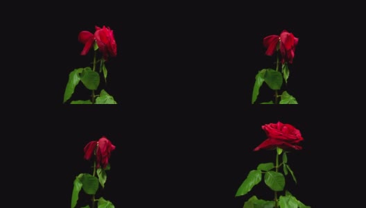 将死的红玫瑰延时4K高清在线视频素材下载