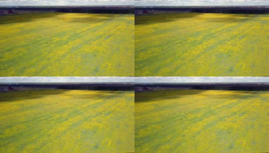 空中大片黄色的蒲公英草地，映衬着图画般的天空高清在线视频素材下载