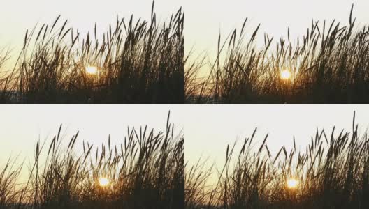 夕阳下沙丘草的剪影高清在线视频素材下载