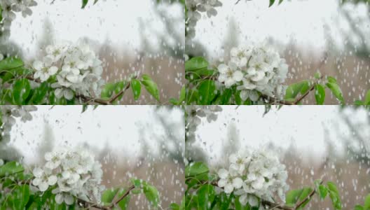 雨中盛开的樱花枝。特写镜头。缓慢的运动。水滴落在绿叶和白花上。关闭了。春天樱花盛开。高清在线视频素材下载
