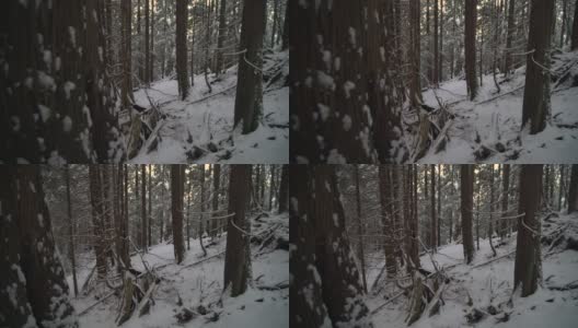 太平洋西北森林雪景摄影拍摄4K超高清高清在线视频素材下载