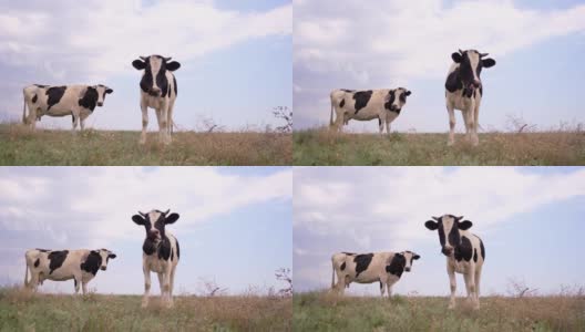 奶牛站在草地上看着摄像机。放牧的奶牛，4k高清在线视频素材下载