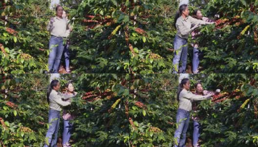 农民双手收获红色和黄色的新鲜成熟的阿拉比卡或罗布斯塔有机咖啡豆。农民在种植园里手工种植水果。咖啡树种植园的田野背景概念。高清在线视频素材下载