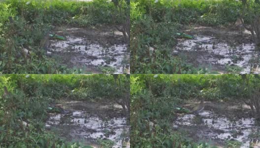 一只灰鸽子的特写镜头，蓝眼睛从水管里取水高清在线视频素材下载