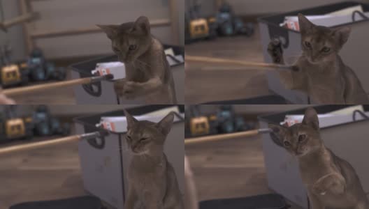 可爱的阿比西尼亚猫在室内玩油漆刷高清在线视频素材下载