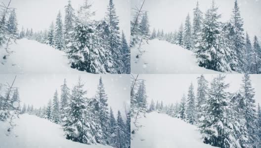 树枝上美丽的蓬松的雪。雪花从云杉树枝上美丽地飘落下来。冬天的童话，树在雪中囚禁。冬天下雪的录像高清在线视频素材下载