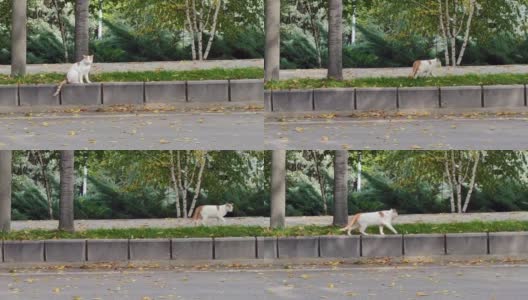 那只白黄色的猫正在路上走高清在线视频素材下载