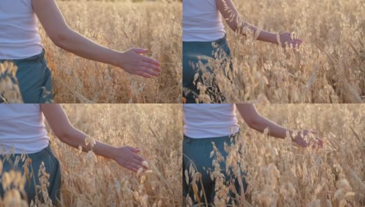 在燕麦地里，一个女人用手摸着一个金色的燕麦穗。年轻女子的手穿过燕麦田。女人的手在日落时触摸燕麦。缓慢的运动。4 k。高清在线视频素材下载