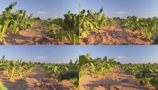 特写甜菜在田间成行生长。干燥的夏天，炙热的植物，高清在线视频素材下载