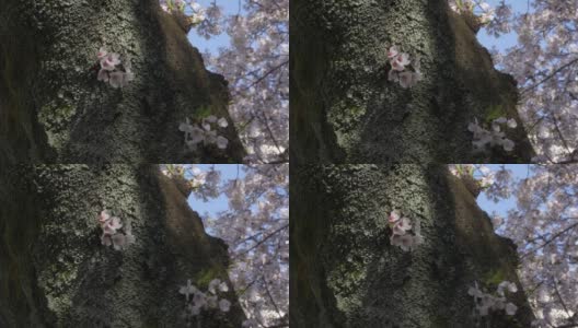 粉红色的樱花在大树的身体上高清在线视频素材下载
