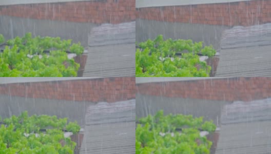 在大雨和冰雹中，屋顶和葡萄藤的绿叶和红砖墙高清在线视频素材下载