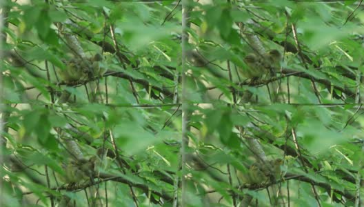 白俄罗斯普通糠(Phylloscopus collybita)对雏鸟的摄食高清在线视频素材下载