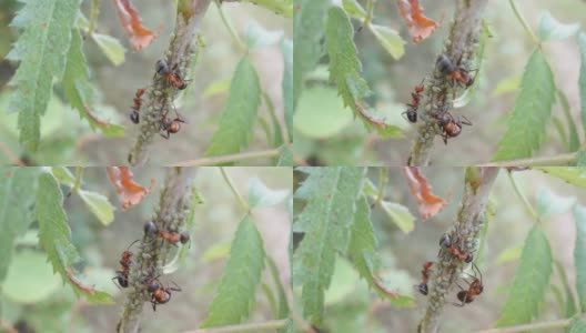 大蚂蚁在爱沙尼亚的绿蝇上爬行高清在线视频素材下载