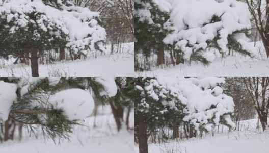 公园里一棵戴着雪帽的松树。镜头移向那棵树。特写镜头。高清在线视频素材下载