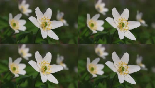 银莲花白色春季森林花朵特写高清在线视频素材下载