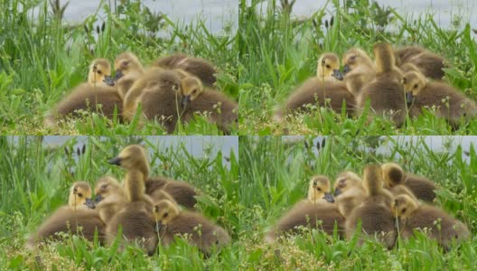 小鹅们睡觉了，在绿草中嬉戏，互相依偎。加拿大鹅高清在线视频素材下载