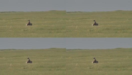 卡尔梅基亚的兀鹫高清在线视频素材下载