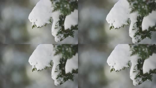 雪和冰下的杜松树枝和球果，在阴天下雪天。Juniperus sp.霜冻的冬天下雪后的时间。永无止境的自然之美。雪下的杜松子高清在线视频素材下载