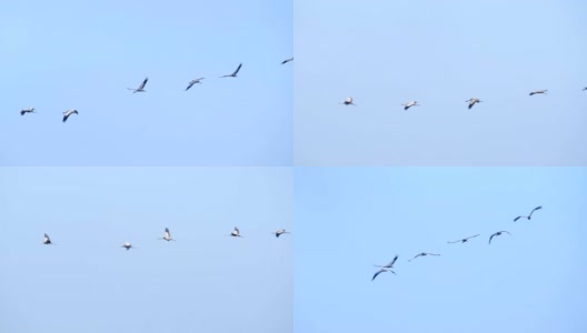 普通鹤或欧亚鹤(Grus Grus)在迁徙季节飞行在半空中的鸟类高清在线视频素材下载