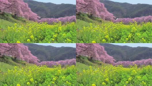 下嘉摩河边盛开的川崎樱花树和油菜花高清在线视频素材下载