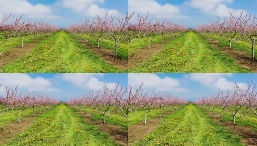 春季盛开的果园在尼亚加拉瀑布地区，安大略省，加拿大高清在线视频素材下载