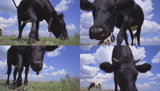 黑牛在草地上吃草，看着镜头。奶牛,4 k高清在线视频素材下载