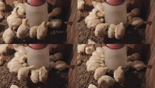 雏鸡从喂鸡器中进食和饮水高清在线视频素材下载