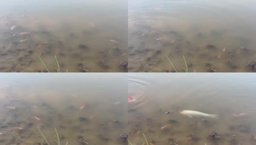 鲤鱼在湖里游水高清在线视频素材下载