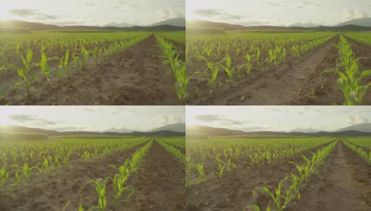 慢镜头:日落时分，玉米地上成排的玉米幼苗高清在线视频素材下载