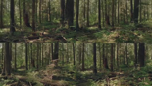 在阳光和树荫下的森林地面上滑翔高清在线视频素材下载
